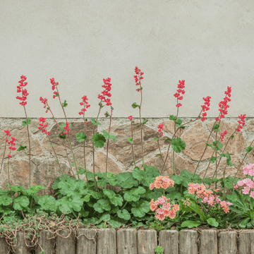 Heuchère 'Pluie de feu' - Heuchera brizoides 'Pluie de feu'