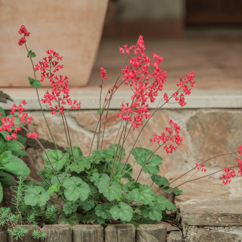 Heuchère 'Pluie de feu' - Heuchera brizoides 'Pluie de feu' - FLEURANDIE