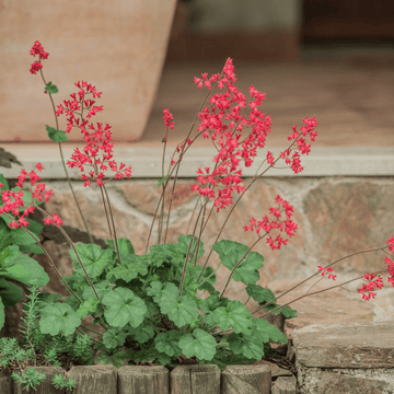 Heuchère 'Pluie de feu' - Heuchera brizoides 'Pluie de feu'