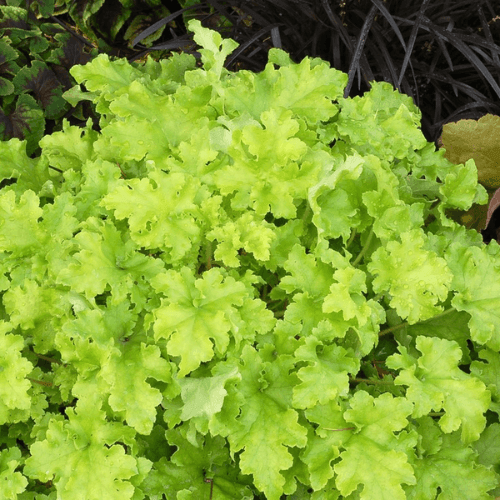 Heuchère 'Lime Marmalade' - Heuchera 'Lime Marmalade' - FLEURANDIE