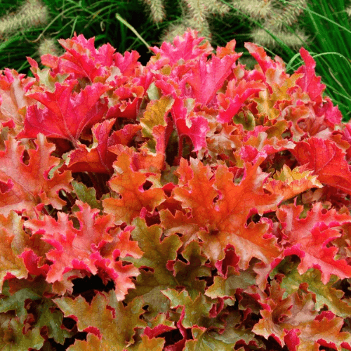 Heuchère 'Marmalade' - Heuchera 'Marmalade' - FLEURANDIE