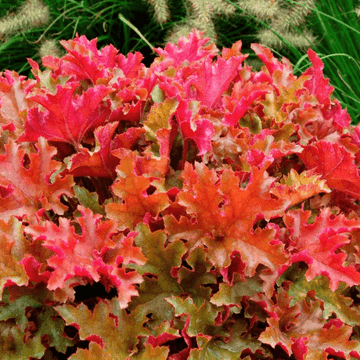 Heuchère 'Marmalade' -  Heuchera 'Marmalade'