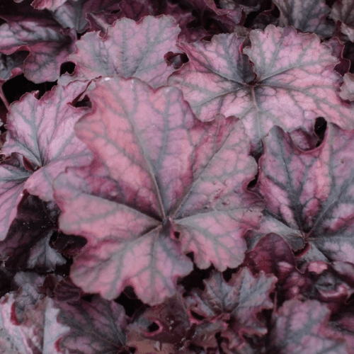 Heuchère 'Mulberry' - Heuchera 'Mulberry' - FLEURANDIE