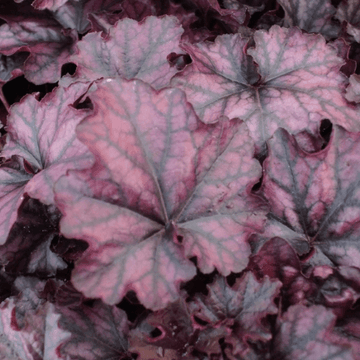 Heuchère 'Mulberry' -  Heuchera 'Mulberry'