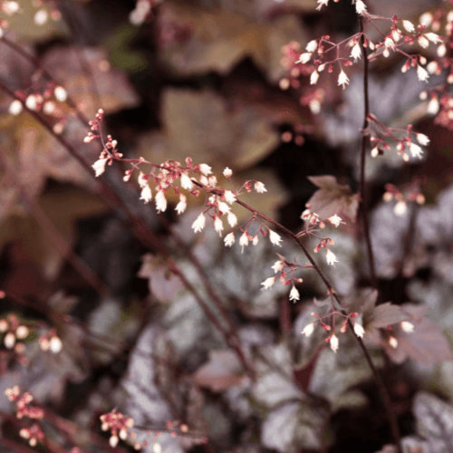 Heuchère 'Palace Purple' - Heuchera micrantha 'Palace Purple' - FLEURANDIE