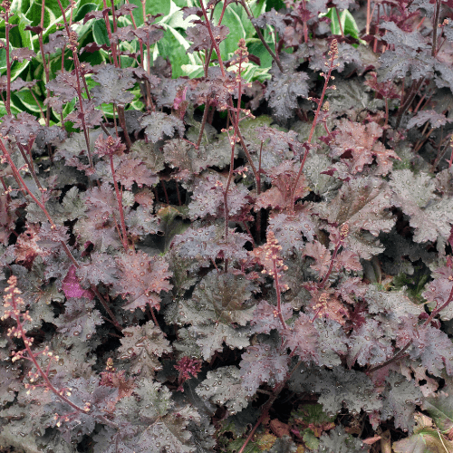 Heuchère 'Palace Purple' - Heuchera micrantha 'Palace Purple' - FLEURANDIE