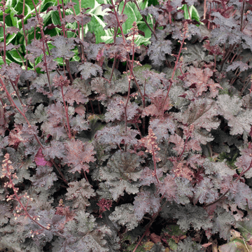 Heuchère 'Palace Purple' - Heuchera micrantha 'Palace Purple'