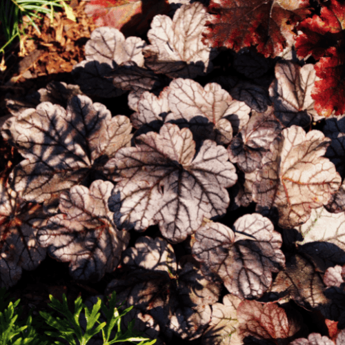 Heuchère 'Plum Pudding' - Heuchera 'Plum Pudding' - FLEURANDIE