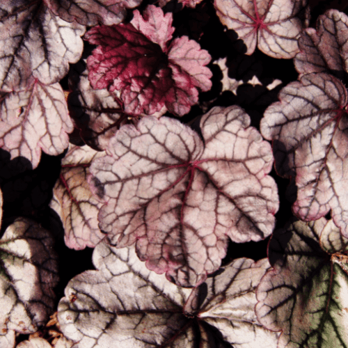 Heuchère 'Plum Pudding' - Heuchera 'Plum Pudding' - FLEURANDIE