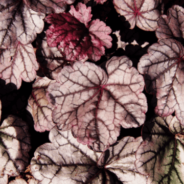 Heuchère 'Plum Pudding' -  Heuchera 'Plum Pudding'