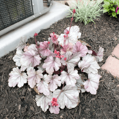 Heuchère 'Silver Gumdrop' - Heuchera 'Silver Gumdrop' - FLEURANDIE