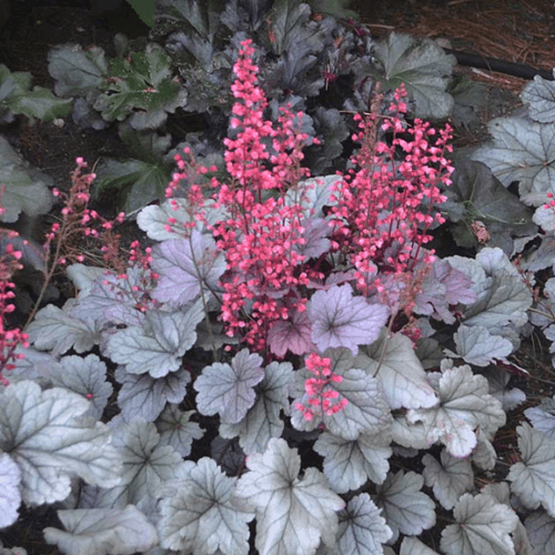 Heuchère 'Silver Gumdrop' - Heuchera 'Silver Gumdrop' - FLEURANDIE