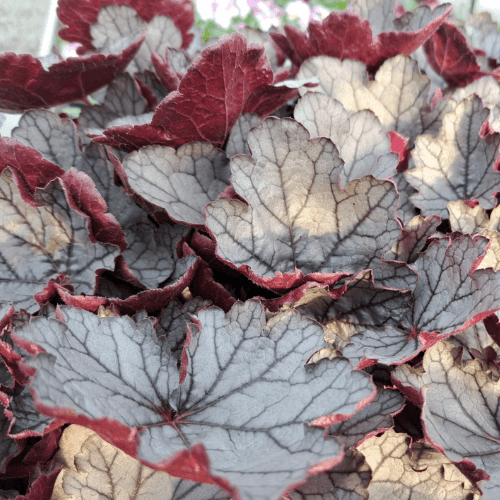 Heuchère 'Silverberry' - Heuchera 'Silverberry' - FLEURANDIE