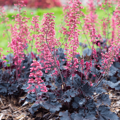 Heuchère 'Timeless Night' - Heuchera 'Timeless Night' - FLEURANDIE