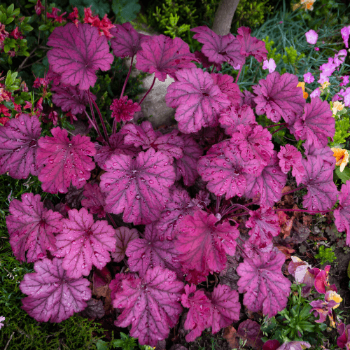 Heuchère 'Wild Rose' - Heuchera x villosa 'Wild Rose' - FLEURANDIE