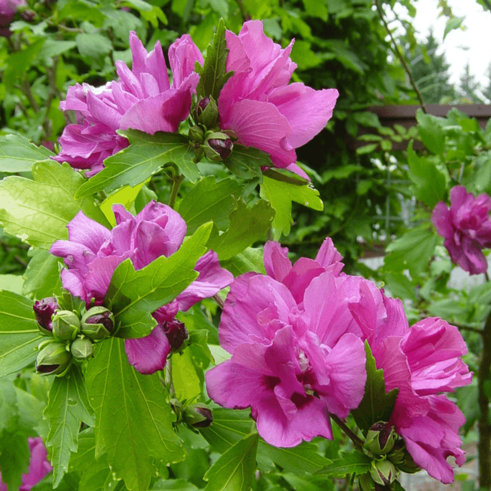 Hibiscus Boule de feu - Hibiscus syriacus Boule de feu - FLEURANDIE