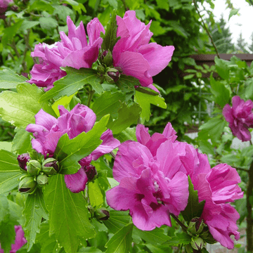 Hibiscus Boule de feu - Hibiscus syriacus Boule de feu