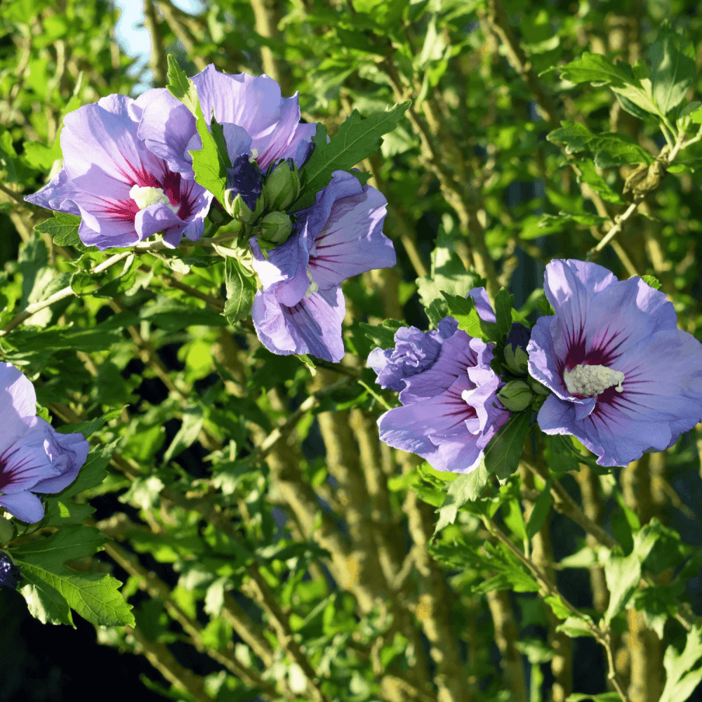 Hibiscus Marina - Hibiscus syriacus 'Marina' - FLEURANDIE