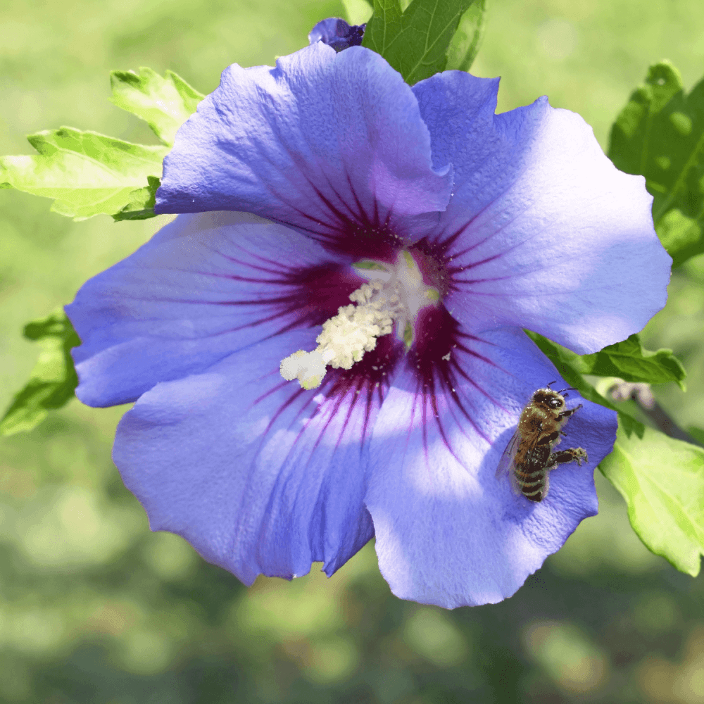 Hibiscus Marina - Hibiscus syriacus 'Marina' - FLEURANDIE