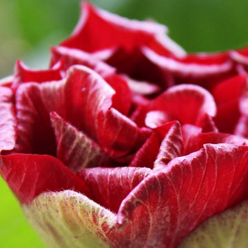 Hibiscus syriacus French Cabaret® Red 'Mindour1' - Hibiscus syriacus 'Mindour1'