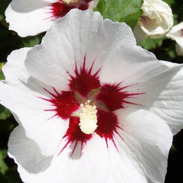 Hibiscus syriacus Hélène