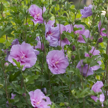 Hibiscus syriacus Lavender Chiffon® 'Notwoodone'