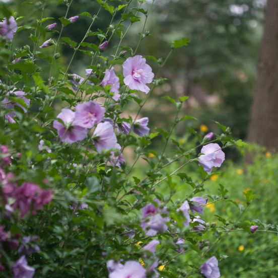 Hibiscus syriacus Lavender Chiffon® 'Notwoodone'
