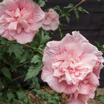 Hibiscus syriacus Pink Chiffon® 'JWNWOOD4'