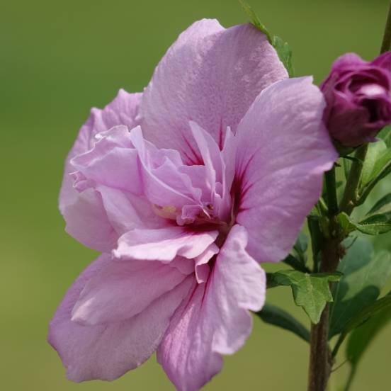 Hibiscus syriacus Pink Chiffon® 'JWNWOOD4'