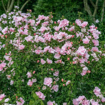 Hibiscus syriacus Pink Chiffon® 'JWNWOOD4'