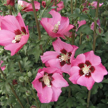 Hibiscus syriacus Pink Giant® 'Flogi'