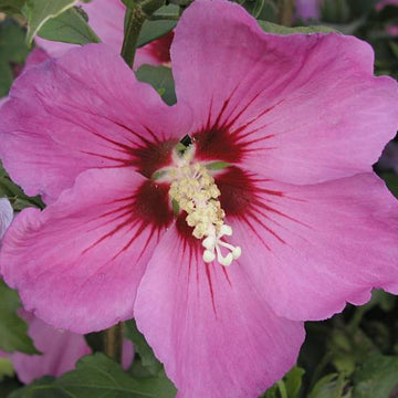 Hibiscus syriacus Russian Violet® 'Floru'