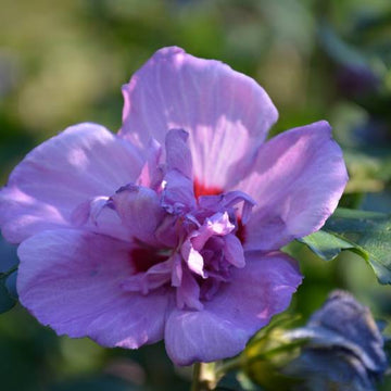 Hibiscus syriacus Ultramarine® 'Minultra'