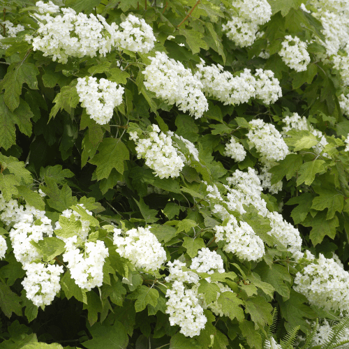 Hortensia à feuilles de chêne 'Alice' - Hydrangea quercifolia 'Alice' - FLEURANDIE