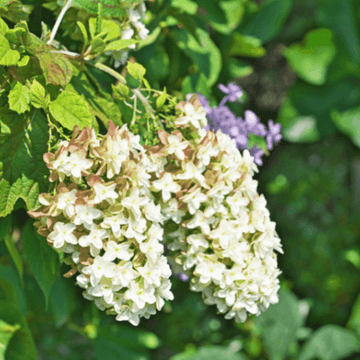 Hortensia à feuilles de chêne 'Alice' - Hydrangea quercifolia 'Alice'