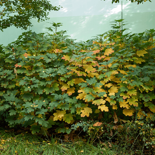 Hortensia à feuilles de chêne 'Alice' - Hydrangea quercifolia 'Alice' - FLEURANDIE