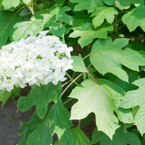 Hortensia à feuilles de chêne 'Alice' - Hydrangea quercifolia 'Alice' - FLEURANDIE