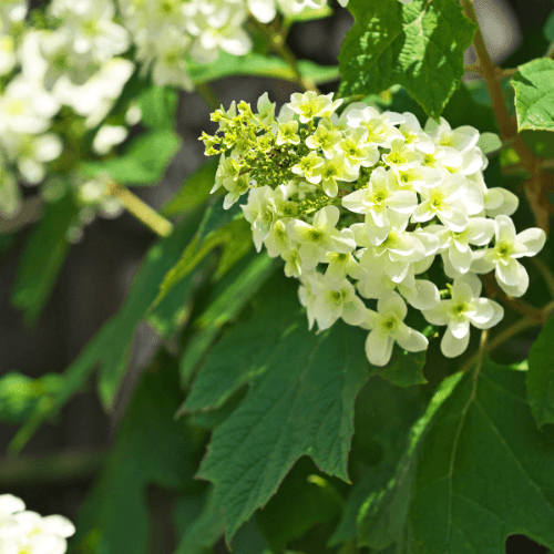 Hortensia à feuilles de chêne - Hydrangea quercifolia - FLEURANDIE