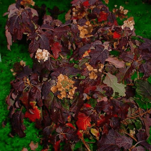 Hortensia à feuilles de chêne - Hydrangea quercifolia - FLEURANDIE