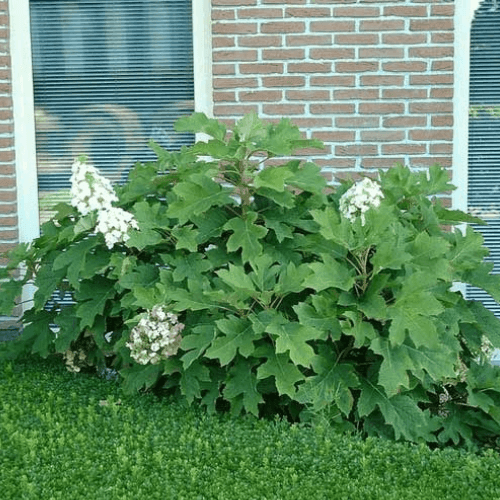 Hortensia à feuilles de chêne - Hydrangea quercifolia - FLEURANDIE