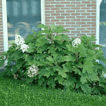 Hortensia à feuilles de chêne - Hydrangea quercifolia