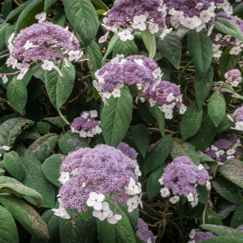 Hortensia aspera 'Macrophylla' - Hydrangea aspera 'Macrophylla' - FLEURANDIE