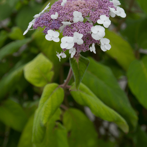 Hortensia aspera 'Macrophylla' - Hydrangea aspera 'Macrophylla' - FLEURANDIE