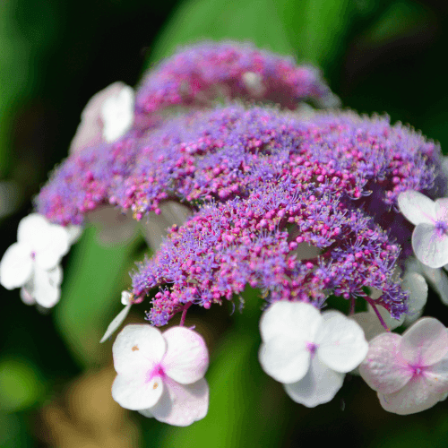 Hortensia aspera 'Macrophylla' - Hydrangea aspera 'Macrophylla' - FLEURANDIE