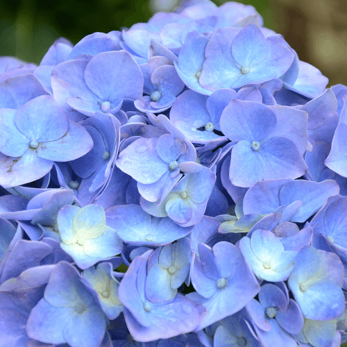 Hortensia 'Bodensee' - Hydrangea macrophylla 'Bodensee' - FLEURANDIE