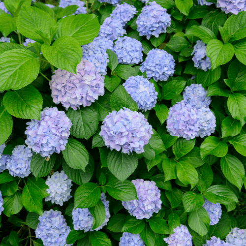 Hortensia 'Bodensee' - Hydrangea macrophylla 'Bodensee' - FLEURANDIE