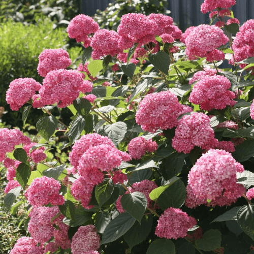 Hortensia de Virginie 'Annabelle rose' - Hydrangea arborescens 'Pink Annabelle' - FLEURANDIE