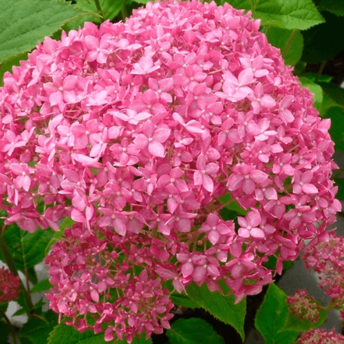 Hortensia de Virginie 'Annabelle rose' - Hydrangea arborescens 'Pink Annabelle' - FLEURANDIE