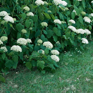 Hortensia de Virginie 'Grandiflora' - Hydrangea arborescens 'Grandiflora' - FLEURANDIE