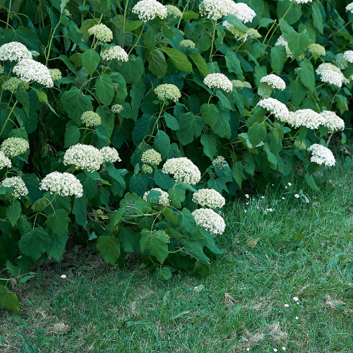 Hortensia de Virginie 'Grandiflora' - Hydrangea arborescens 'Grandiflora' - FLEURANDIE